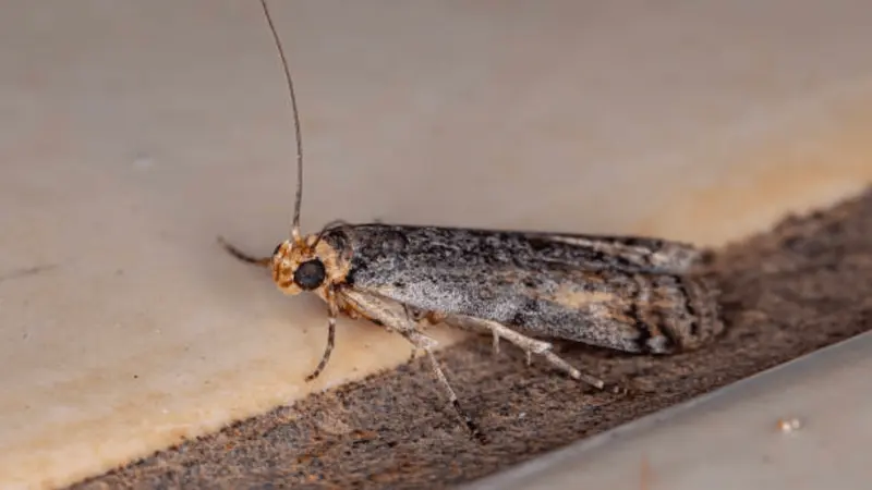polilla