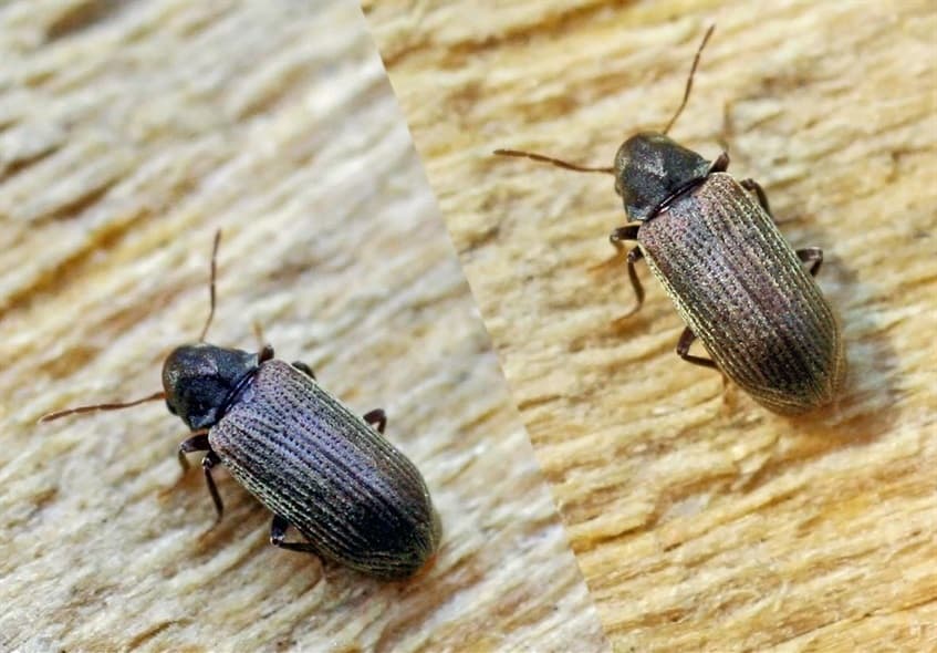 carcoma adulta