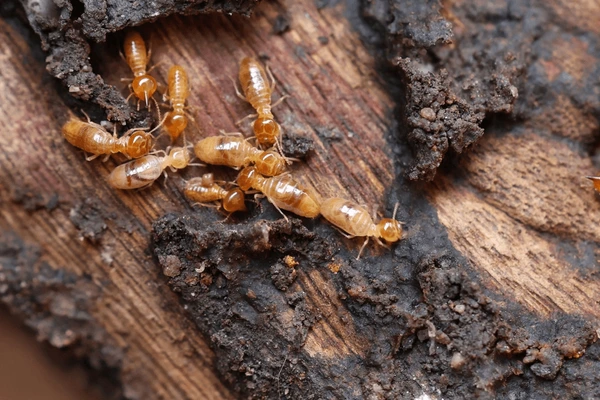 las termitas son insectos agresivos